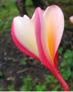 Plumeria