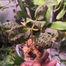 Macclesfield Petola Lightning Orchid 2 Rooted Plants Growig In Moss