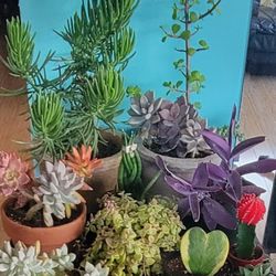 PLANTS $6 and Up
