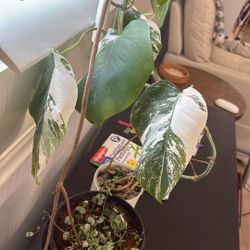 Monstera Albo