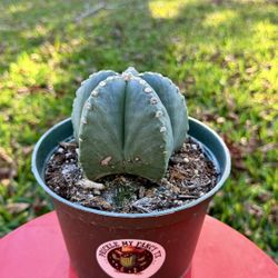 Astrophytum Myriostigma (Katy 77449)