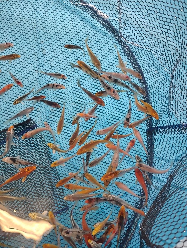 Koi Supplies And Pond Equipment