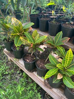 Croton plants