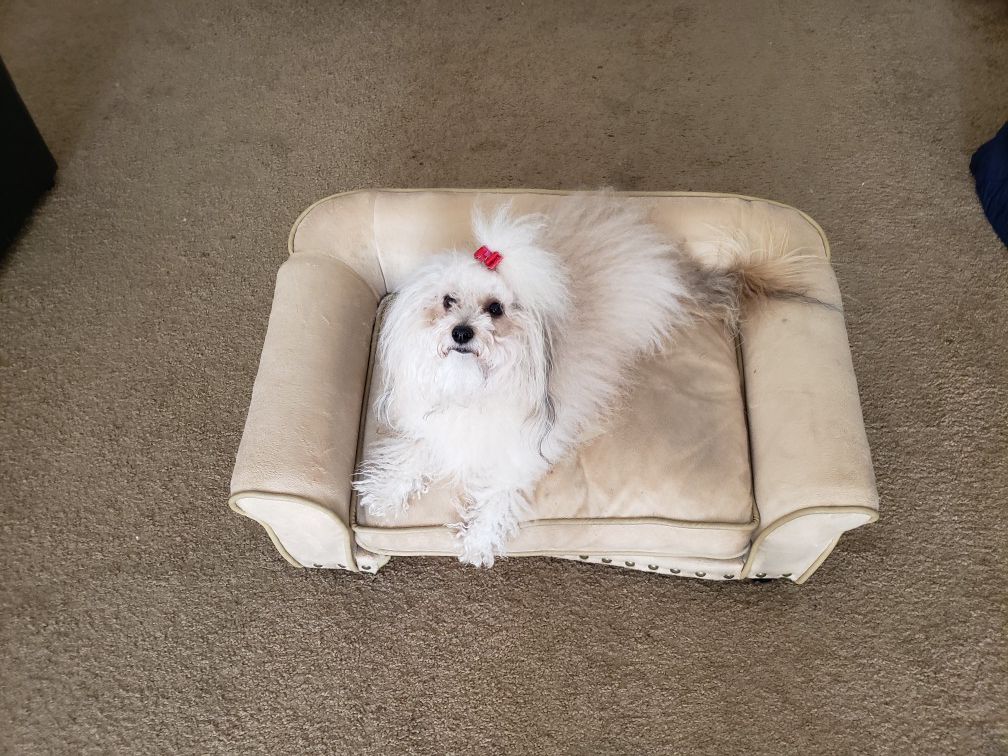 Small Dog Couch