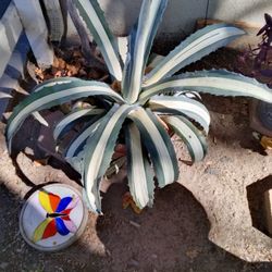 American Agave