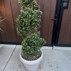 Box wood 3 layer shaped plant