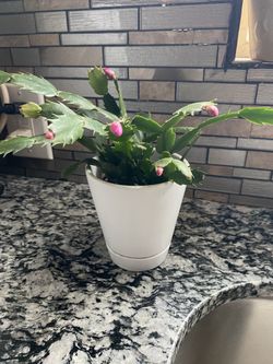 Christmas Cactus - Schlumbergera