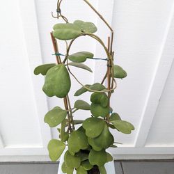 Hoya Kerii Sweetheart Plant 6" Pot - Indoor House Plants