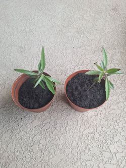 Potted  Mother of Thousand (Kalanchoe Daigremontiana)