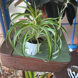 Curly Spider Plant 