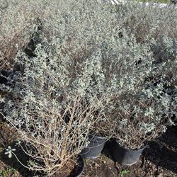 Plantas De Cenizos Flor Morada