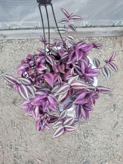 Wandering Jew Plant 6" Nursery Pot