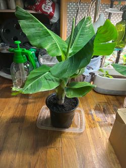 Super dwarf banana plant