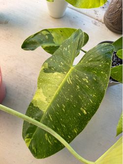 Philodendron Jose Buono