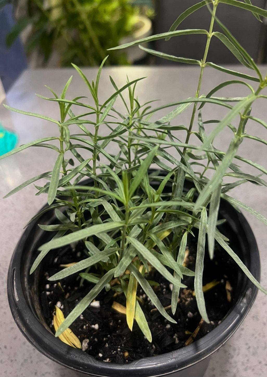 Native Milkweed 10in 1gal 💐🦋