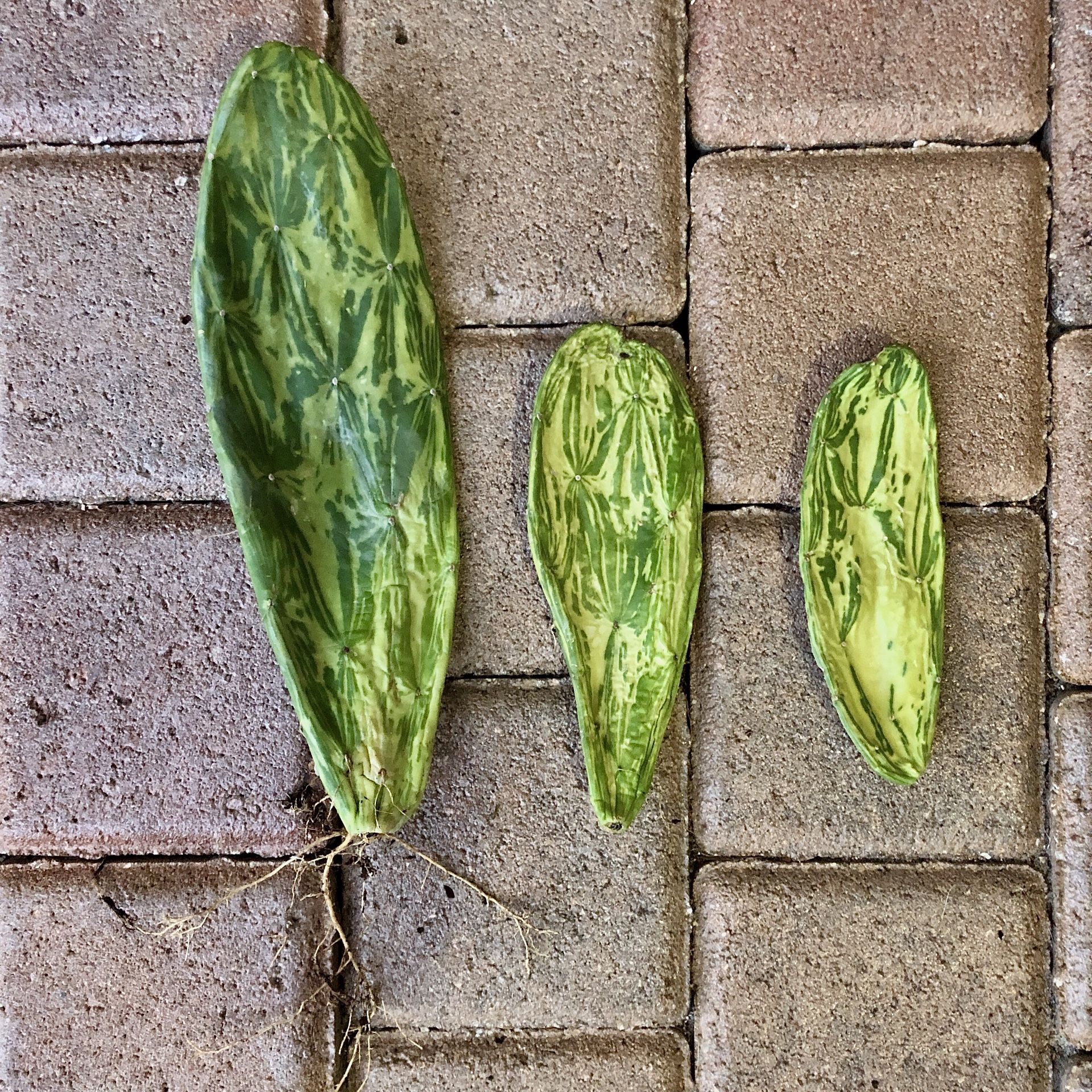Variegated Opuntia Prickly Pear Cactus Succulent Cutting
