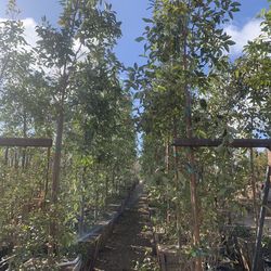 Tristania Tree 24” Box
