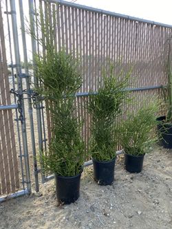 Firestick Cactus