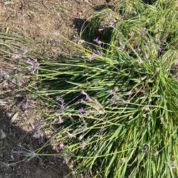 Red Yucca & Society Garlic (pink)