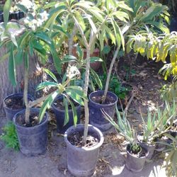 Plumerias