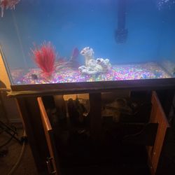 Fish aquarium forty gallons