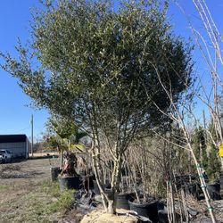 🌳🌳🌳🌳🌳🌳🌳🌳🌳