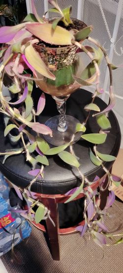 Tradescantia Zebrina Trailing Plant in Glass Planter