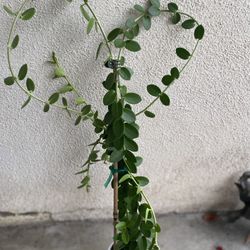 Hoya Cumingiana Plant, In 4 Inch Pot Pick Up Only