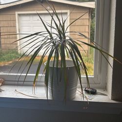 Free House Plant 