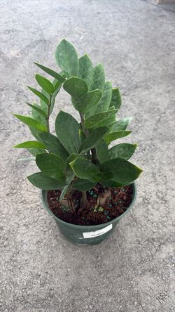 ZZ Bush - 1 Gallon