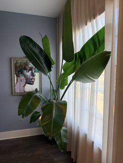 Bird of Paradise (Strelitzia reginae)