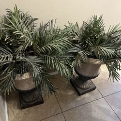 plant set