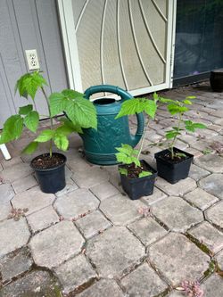 Raspberry Plants - Ever Bearing Raspberries