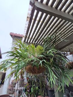 15 years old American Staghorn 8 feet diamater