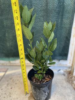 Laurus Bay Leaf Herb Plant, In 1 Gallón Pot Pick Up Only