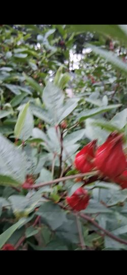 Sorrel Hibiscus Roselle