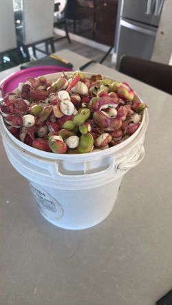 Wamuchilies