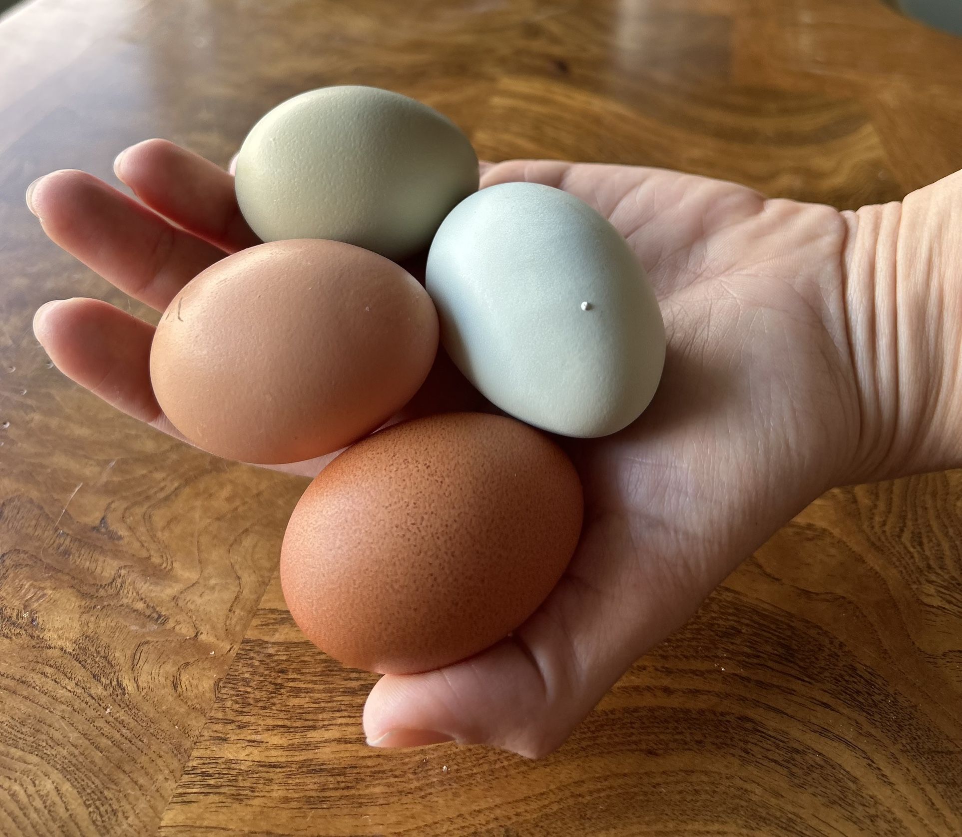 Fresh Eggs 