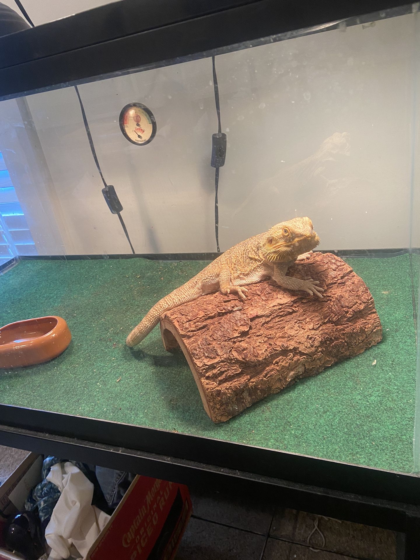 Bearded Dragon For Sale