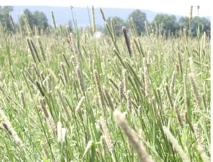 Free Hay Grass