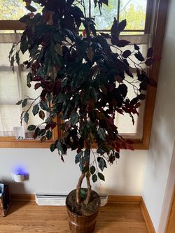 Large Artificial Ficus Tree in Basket Pot