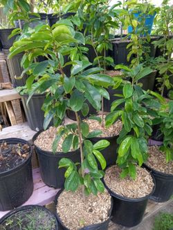 Plantas De Guayaba Y Guanabana (guava And Soursop Plants) 