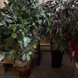 Plants 