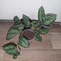 Rooted Scindapsus Pictus Starts 