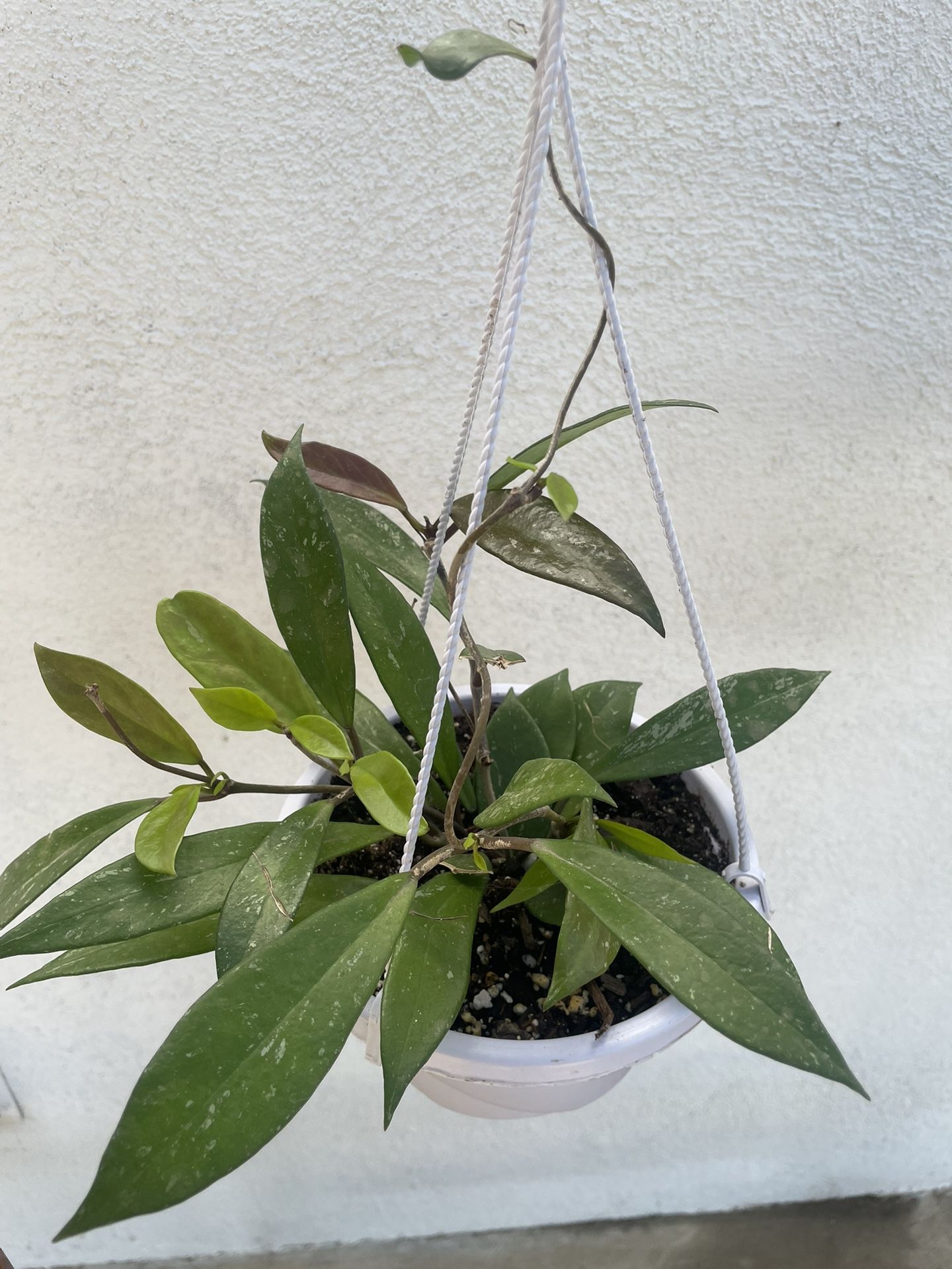 Hoya Plants