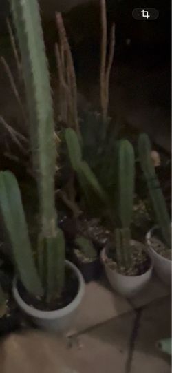 San Pedro - Trichocereus pachanoi , peruvianus and bridgesii
