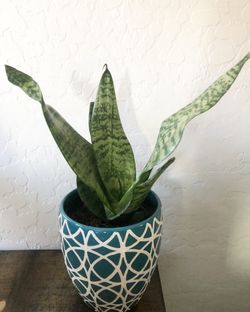 Snake plant in 1 quart ceramic pot