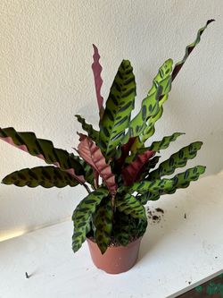 Calathea Lancifolia Rattlesnake Plant