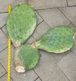 Cactus nopales plant prickly pear for sale