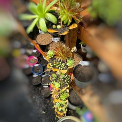 Rain Chain Succulents Garden!